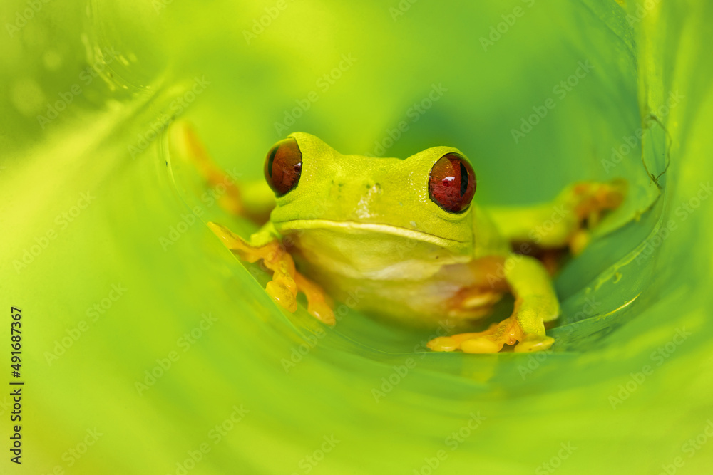 Agalychnis callidryas, known as the red-eyed tree frog, is an arboreal ...