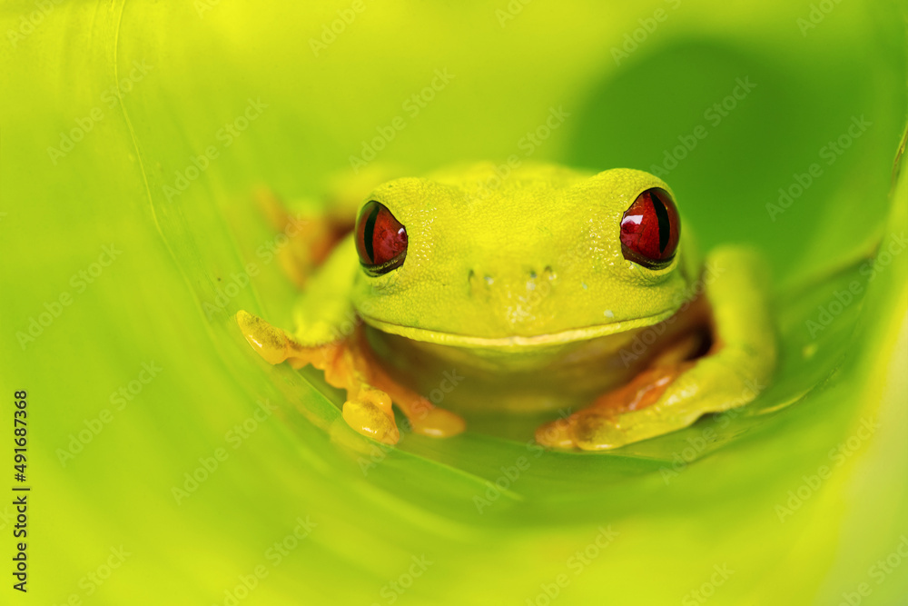 Agalychnis Callidryas, Known As The Red-eyed Tree Frog, Is An Arboreal 