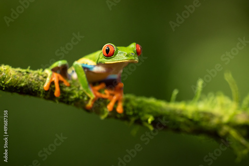 Agalychnis callidryas, known as the red-eyed tree frog, is an arboreal hylid native to Neotropical rainforests where it ranges from Mexico, through Central America, to Colombia © Milan