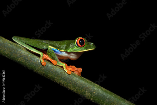 Agalychnis callidryas, known as the red-eyed tree frog, is an arboreal hylid native to Neotropical rainforests where it ranges from Mexico, through Central America, to Colombia