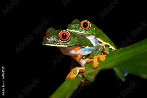 Agalychnis callidryas, known as the red-eyed tree frog, is an arboreal hylid native to Neotropical rainforests where it ranges from Mexico, through Central America, to Colombia