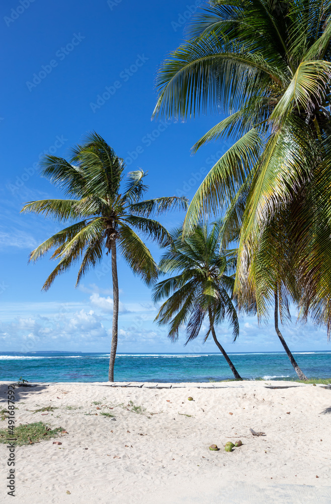 Fototapeta premium Palm trees on the beach, Grande-Terre, Guadeloupe, Lesser Antilles, Caribbean.