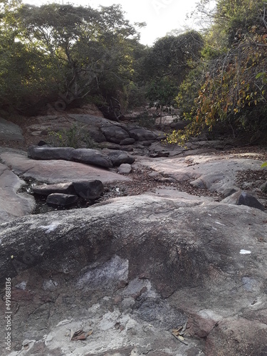 river in the forest