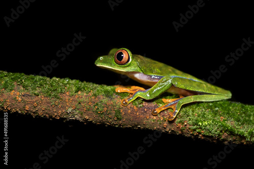 Agalychnis saltator is a species of frog in the family Phyllomedusidae. Its common names are parachuting red-eyed leaf frog and misfit leaf frog