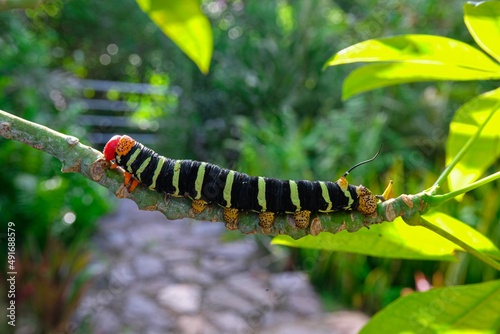 Frangipani worm in green bush