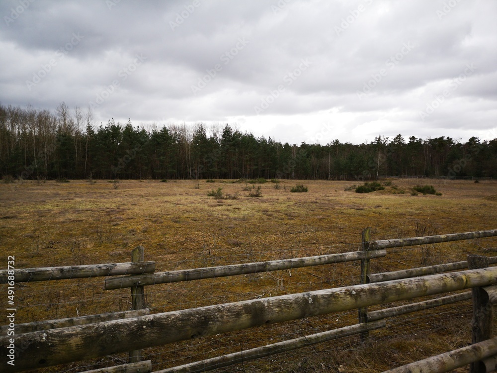 trees in the forest and landscape with fence in a meadow