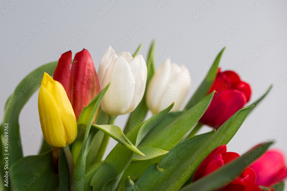 Fototapeta premium Fresh spring tulips on a white background, copy space