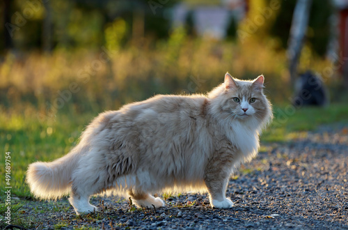 Norwegian forest cat male standing outdoors  photo