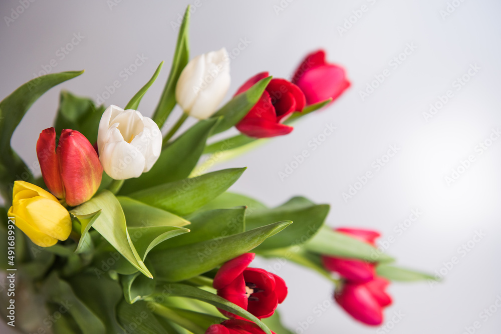 Fresh spring tulips on a white background, copy space