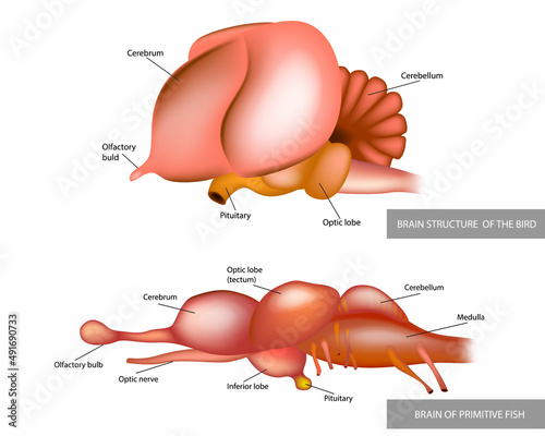 Anatomy of the structure of the brain of birds and fish.Comparison of the brain of a fish and a bird. Vector