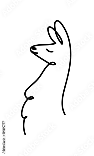 illustration lama