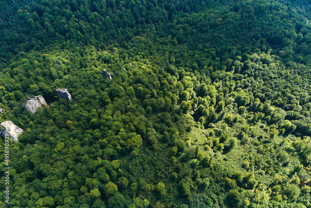 Fototapeta premium Top down flat aerial view of dark lush forest with green trees canopies in summer