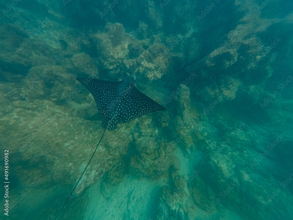 Fototapeta premium Spotted eagle ray in Galapagos, Isla Isabela. 