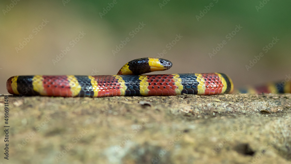 Micrurus Mosquitensis Is A Coral Snake With Black Yellow And Red micrurus-mosquitensis-is-a-coral-snake-with-black-yellow-and-red