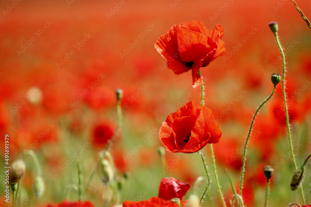 Obraz premium Mohnblume - Mohnblüte