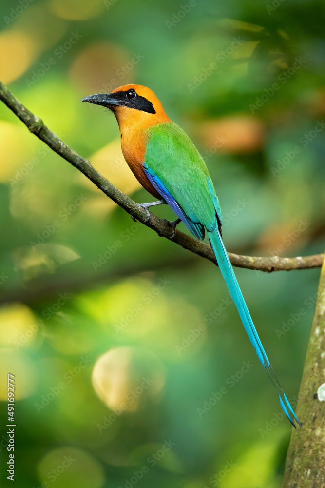 Obraz premium The rufous motmot (Baryphthengus martii) is a near-passerine bird in the family Momotidae. It is found from northeastern Honduras south to western Ecuador, northern Bolivia, and western Brazi