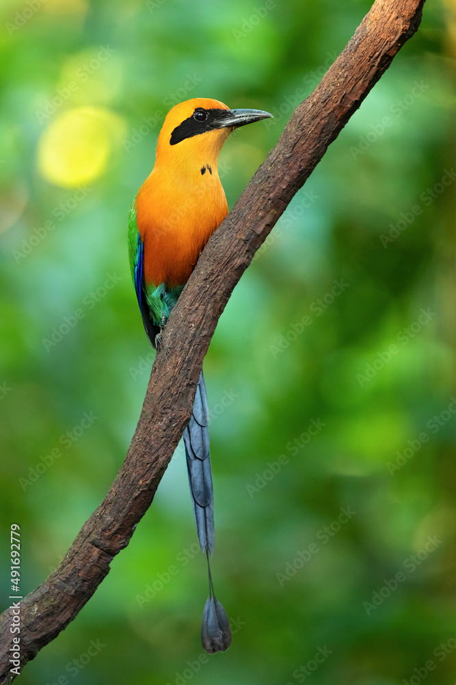 Obraz premium The rufous motmot (Baryphthengus martii) is a near-passerine bird in the family Momotidae. It is found from northeastern Honduras south to western Ecuador, northern Bolivia, and western Brazi