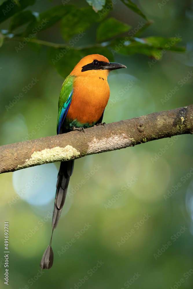Obraz premium The rufous motmot (Baryphthengus martii) is a near-passerine bird in the family Momotidae. It is found from northeastern Honduras south to western Ecuador, northern Bolivia, and western Brazi