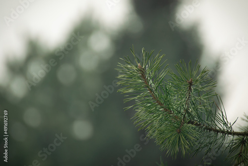 Close up of pine needles