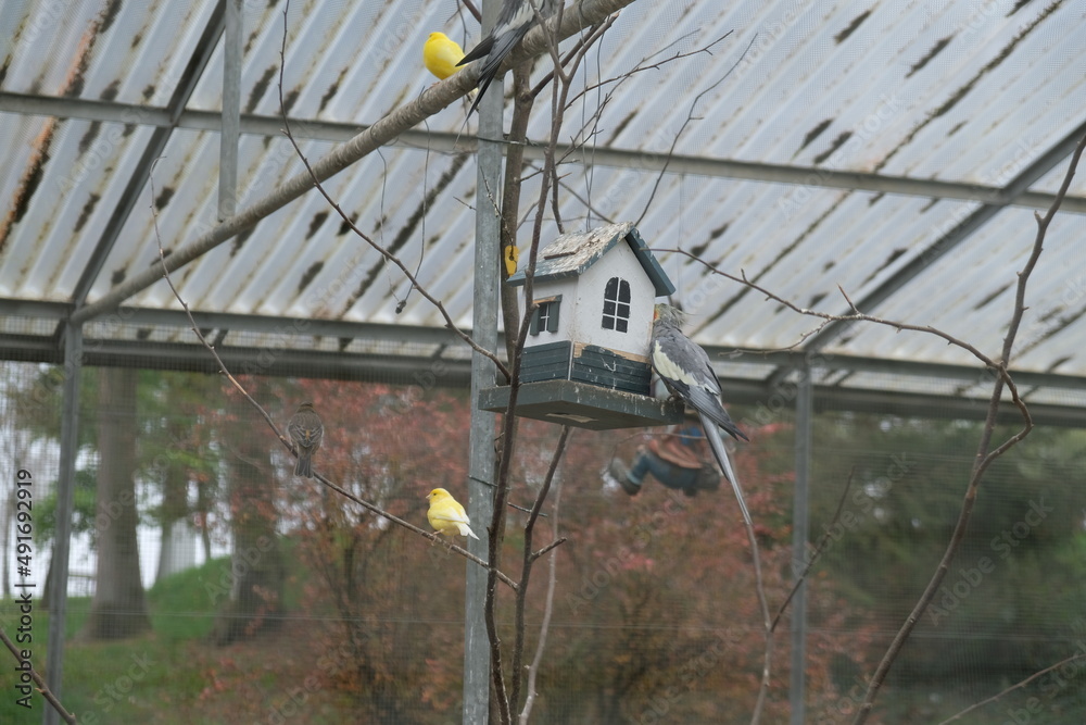 FU 2020-10-17 Gerolstein 357 Unter dem Dach sind gelbe Kanarienvögel