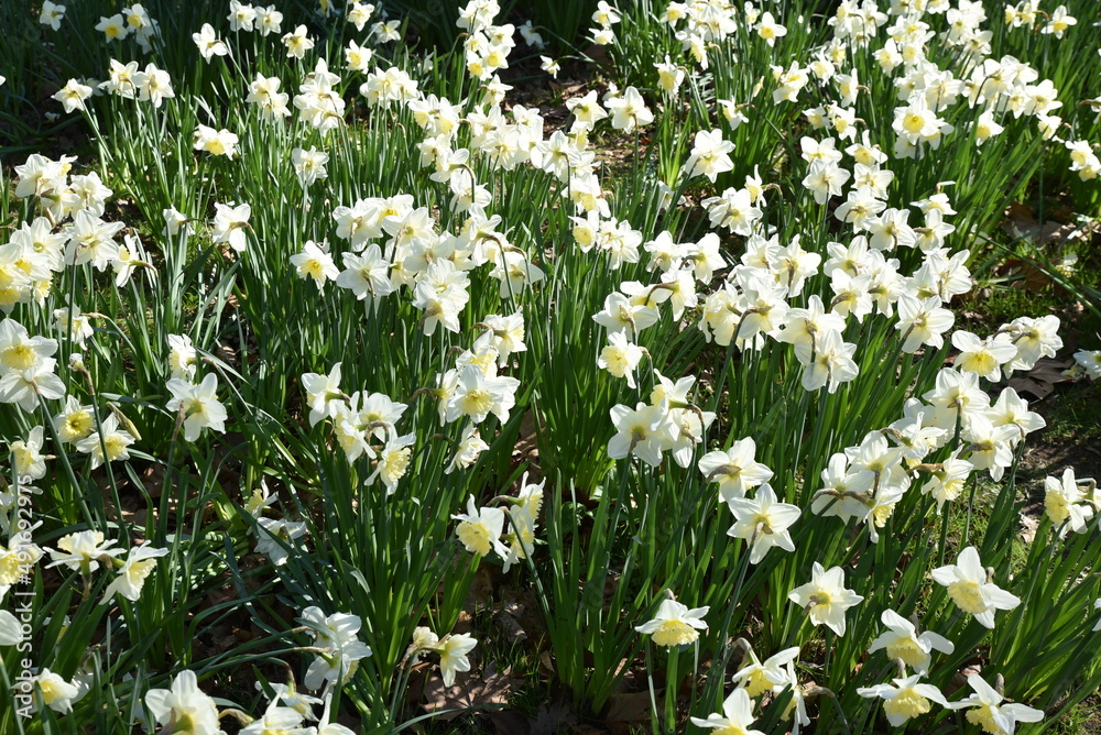 Fototapeta premium Narcisses blancs au printemps