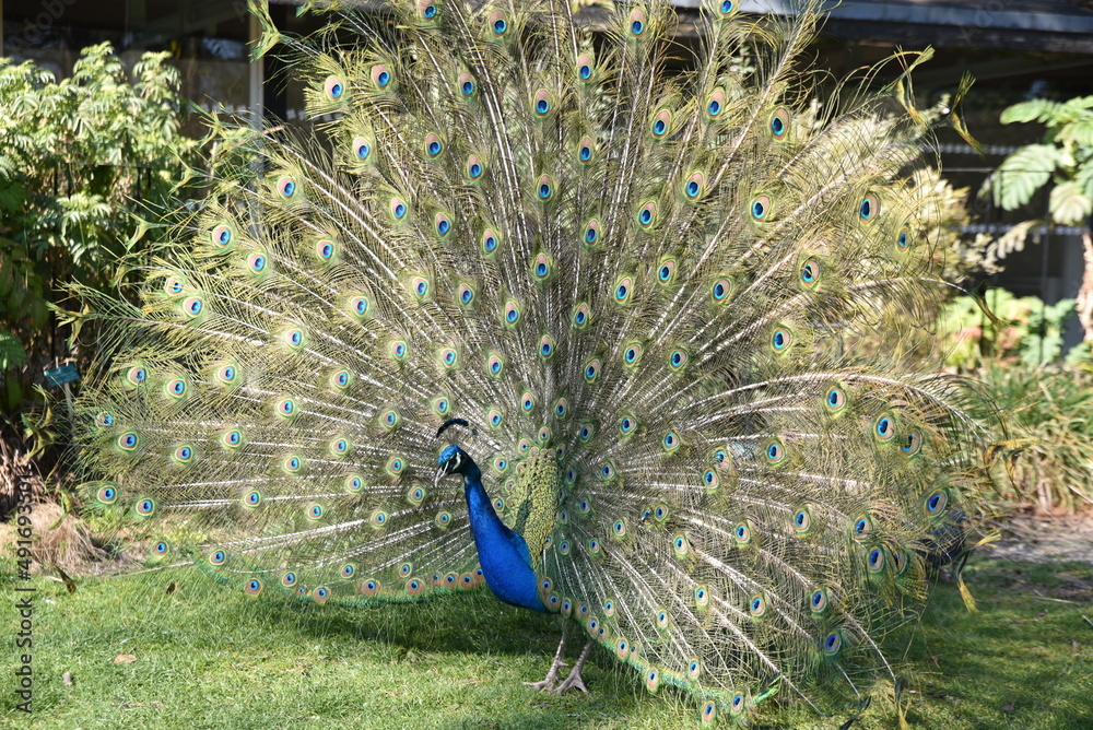 Fototapeta premium Paon faisant la roue