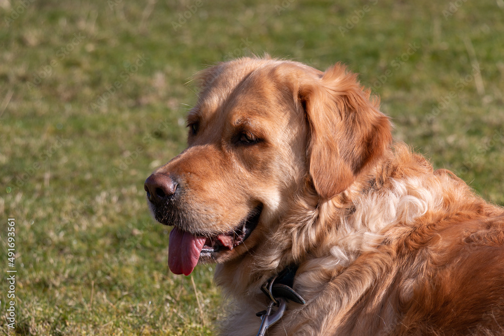 golden retriever dog resting on the grass after walk golden retriever dog resting on the grass after walk
