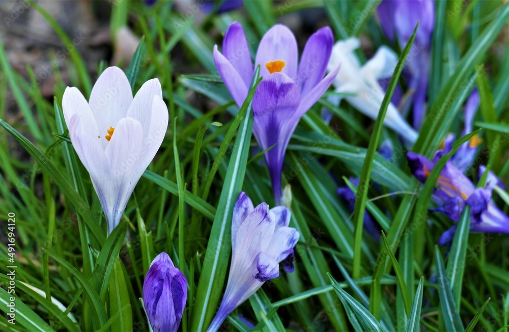 Saffron flower in green grass on the meadow