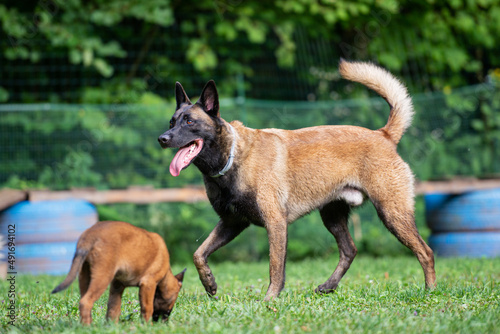 Male belgian malinois and his puppy