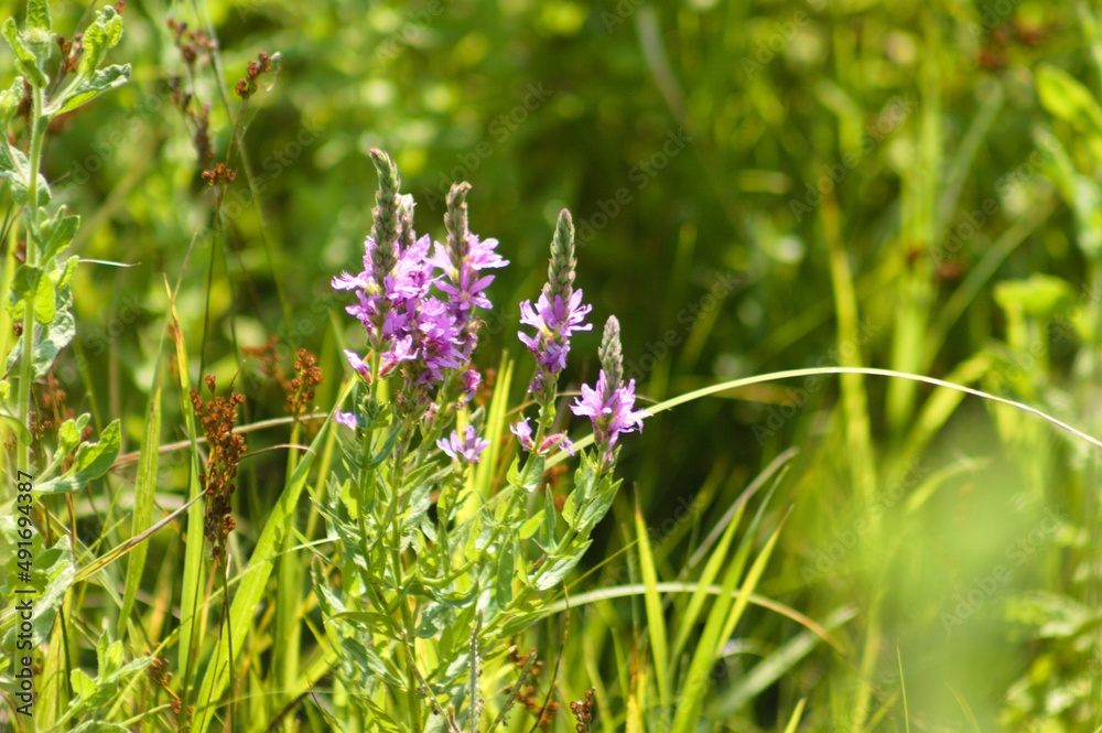 Purple loosestrife in bloom closeup view with selective focus on foreground Purple loosestrife in bloom closeup view with selective focus on foreground