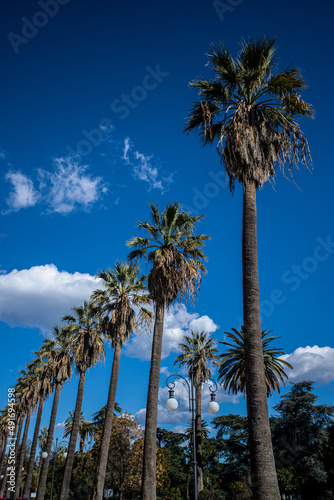 palm tree in La Spezia  Italy