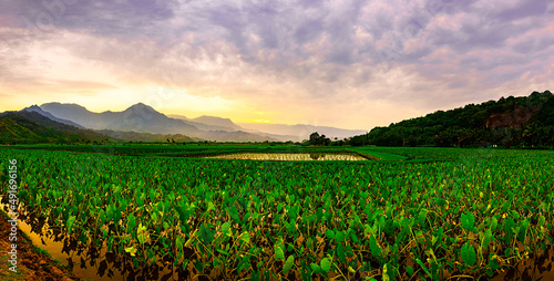 Hanalei fields at sunset 