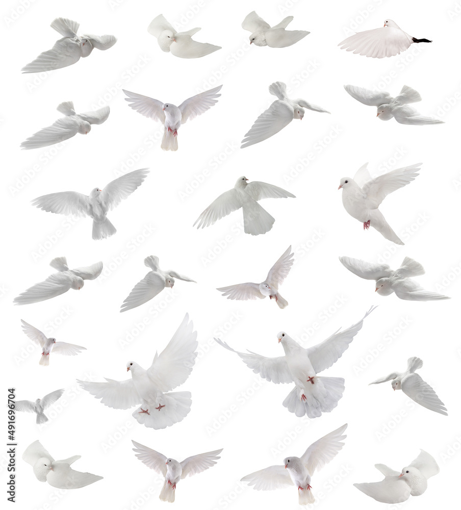 Fototapeta premium collage free flying white dove isolated on a white