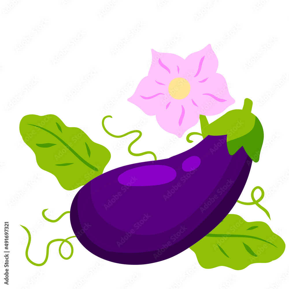 Eggplant. Pink flowers and stem with green tendrils. Flowering of vegetable. Eggplant. Pink flowers and stem with green tendrils. Flowering of vegetable.