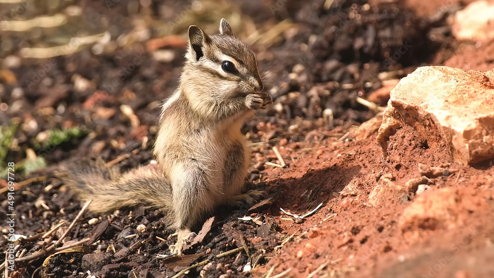 Squirrel, Chipmunk on the ground. Squirrel, Chipmunk on the ground.