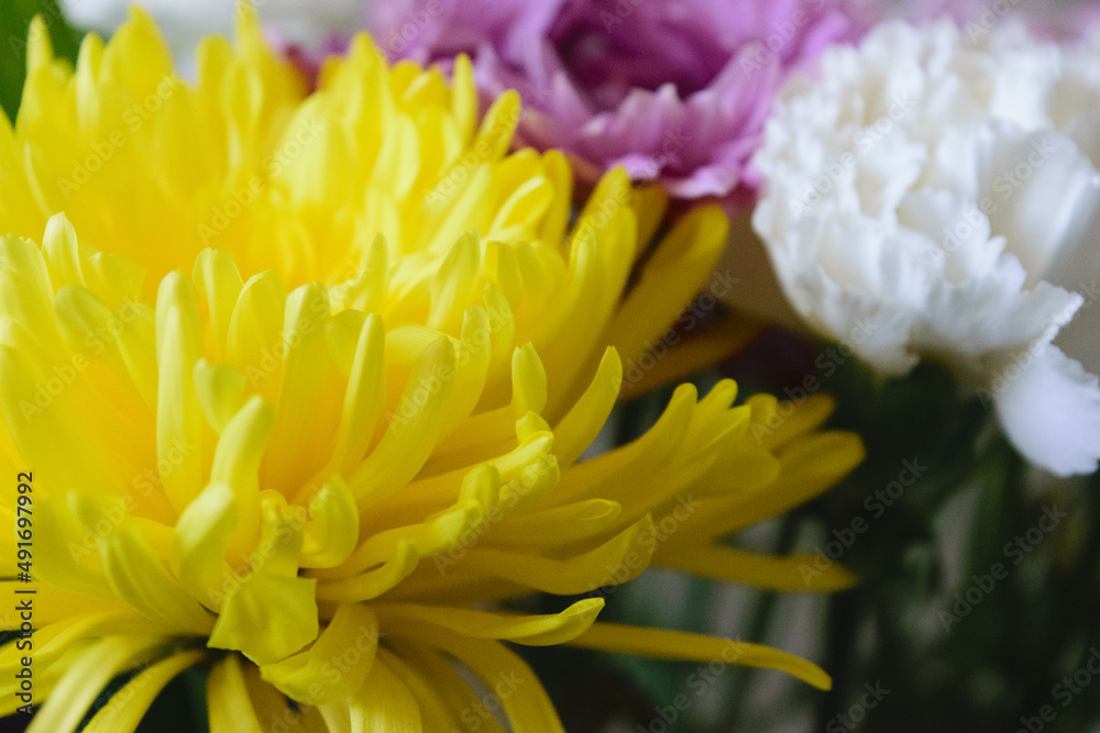 Fototapeta premium Variety of Flowers Closeup