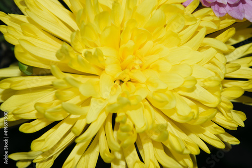 Big Bright Yellow Flower © Nancy Hughes