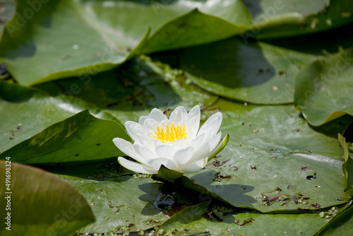 A sweat bee hovering over a flowering water lily.