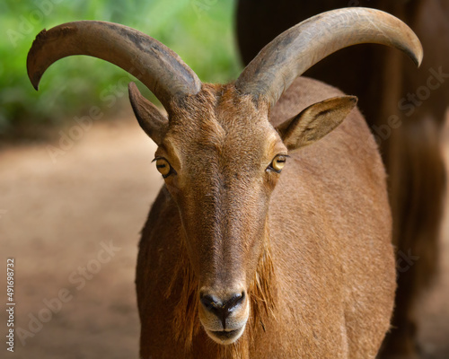 Brown goat looking at the camera