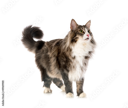 Norwegian Forest cat