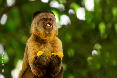 Photography A yellow monkey eating fruits on the tree