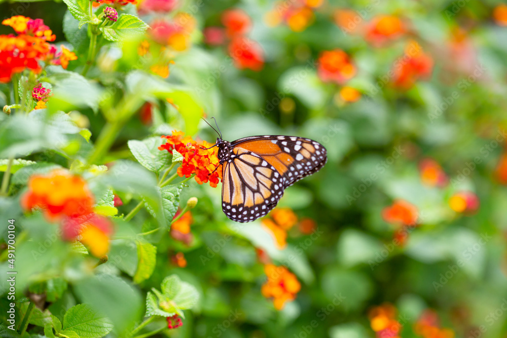 A monarch butterfly on the colored flowers A monarch butterfly on the colored flowers