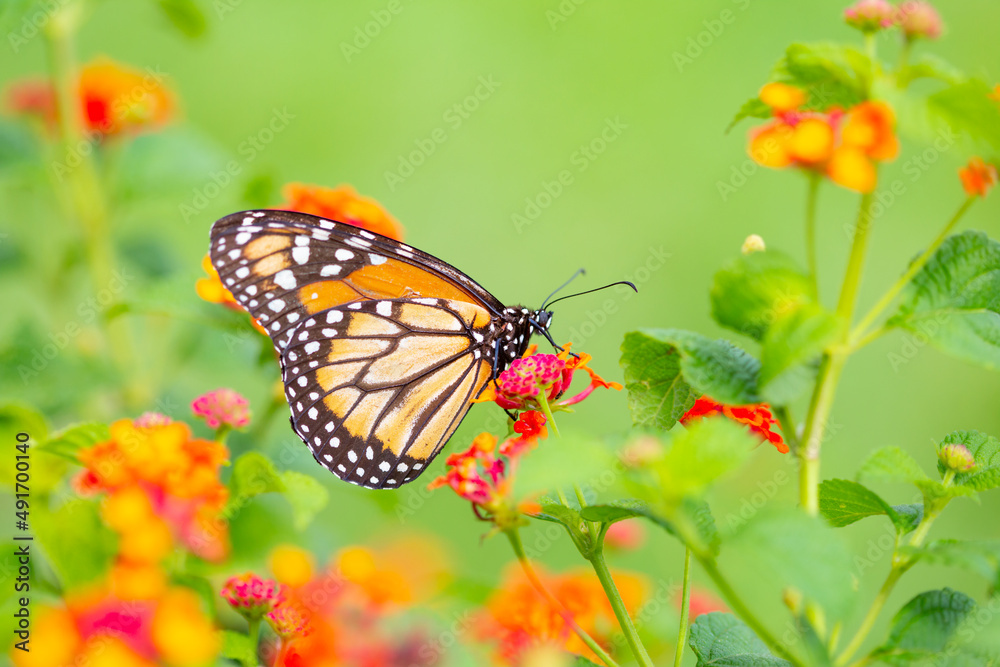 Obraz premium A monarch butterfly on the colored flowers