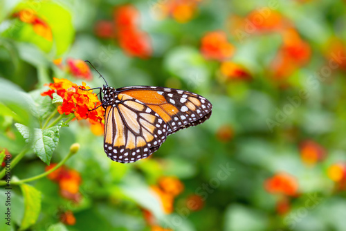 A monarch butterfly on the colored flowers © Andre Miranda Fotos