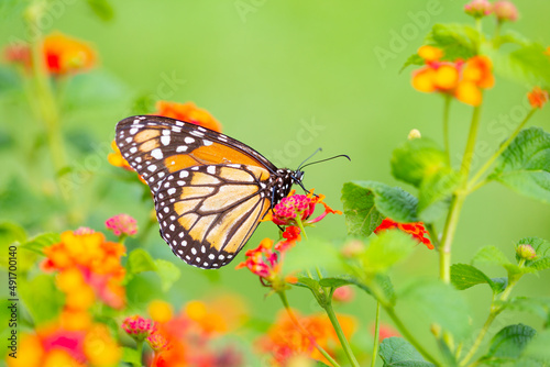 A monarch butterfly on the colored flowers © Andre Miranda Fotos