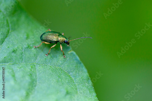 A green insect on a green leaf with a green background
