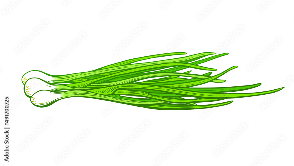 Green onion bunch. Vector fresh leaves. Farm food Green onion bunch. Vector fresh leaves. Farm food
