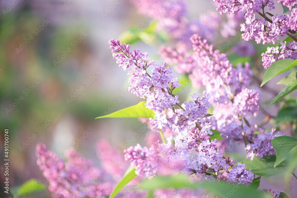 Naklejka premium Lilac flowers blooming in spring fabulous green garden on mysterious fairy tale springtime floral sunny bright background with sun light, beautiful nature park landscape