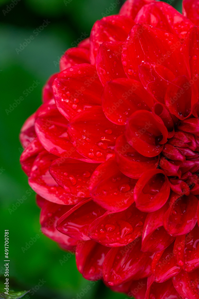 Blooming red dahlia in drops of rain macro photography on a summer day. Garden dahlia with water drops on a bright red petals closeup photo in summer. Scarlet flower on a rainy day. Blooming red dahlia in drops of rain macro photography on a summer day. Garden dahlia with water drops on a bright red petals closeup photo in summer. Scarlet flower on a rainy day.