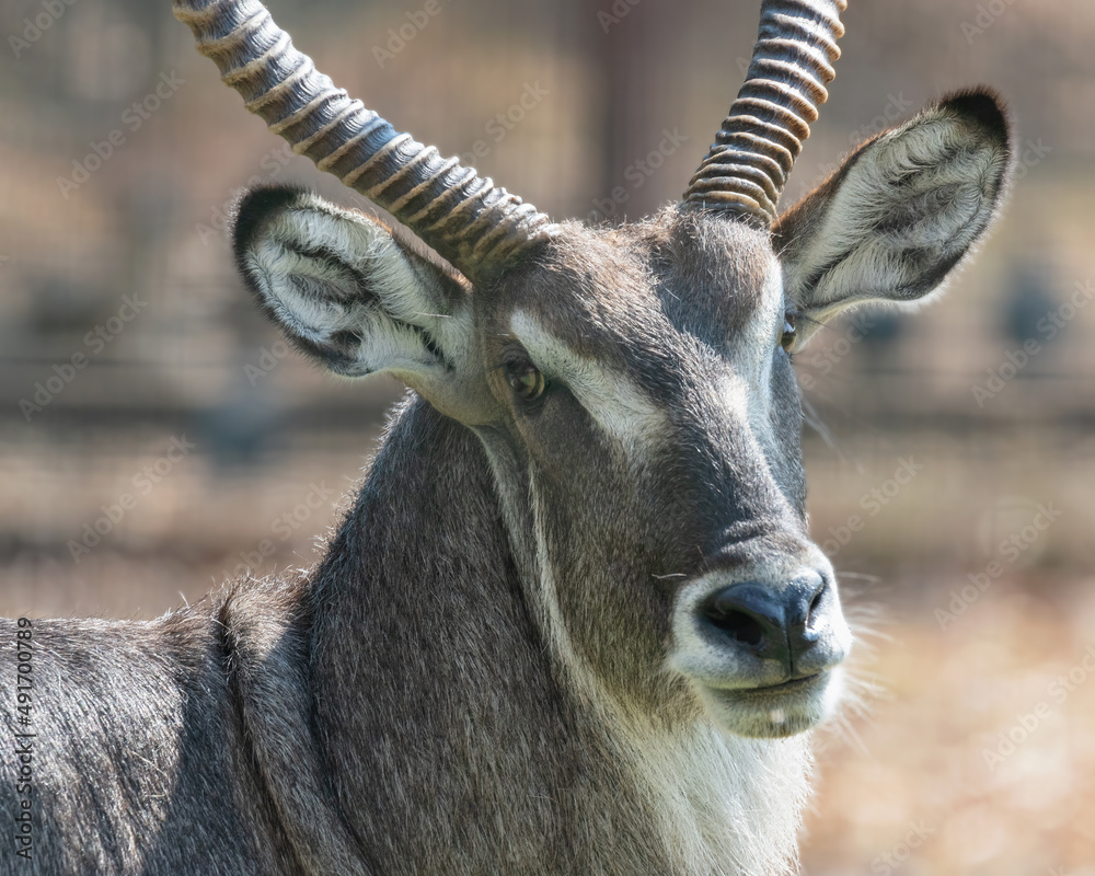 close up of a male waterbuck 
